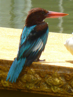 Eisvogel