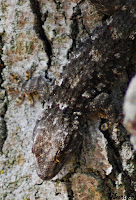 Salamanquesa común (Tarentola mauritanica)