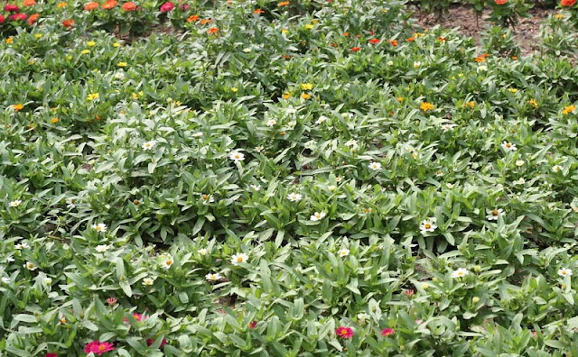 Narrow-Leaf Zinnia Flowers