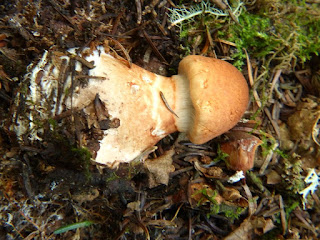 Cortinaire à bracelets - Cortinarius armillatus - Cortinaire à colliers