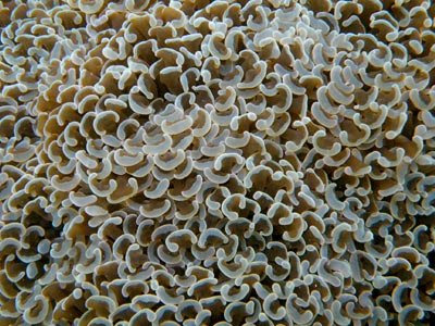 Anchor Coral (Euphyllia ancora)