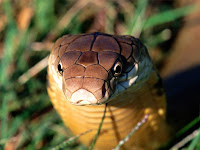 Deadly snakes - ferocious and beautiful