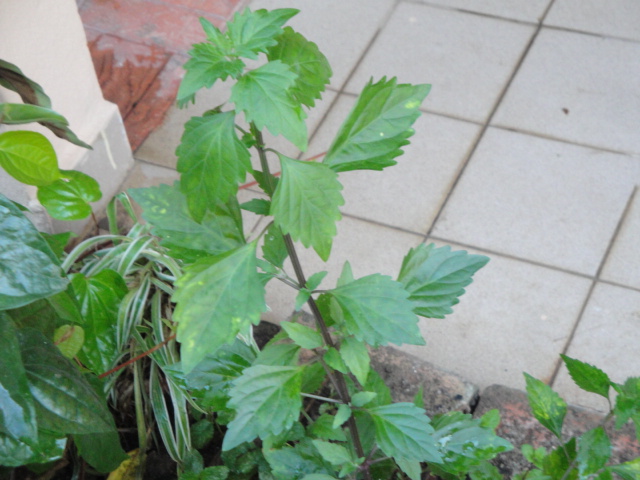 Jom masak, jom makan makan: Kebun Mini