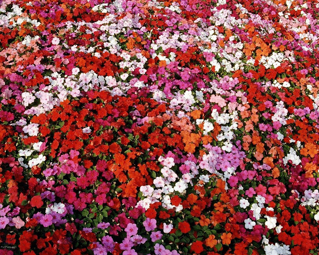 Flowers HD Wallpaper -06