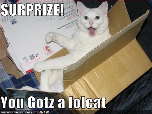 Funny Cat In A Box. gems: Behold, the LOL CAT.