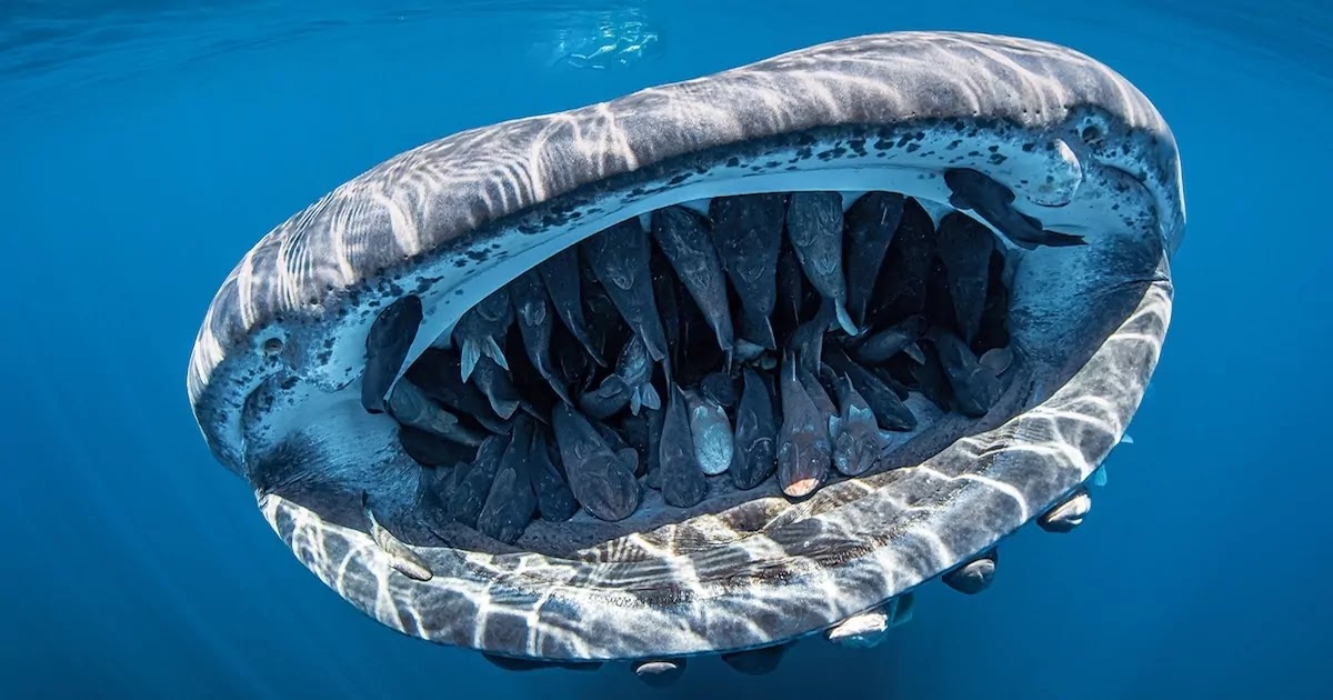 Picture Of Whale Shark Carrying Over 50 Live Fish In Its Mouth Wins Prestigious Photography Competition