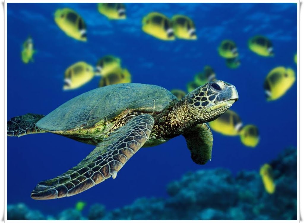 green sea turtle sea turtle wallpaper. green sea turtle