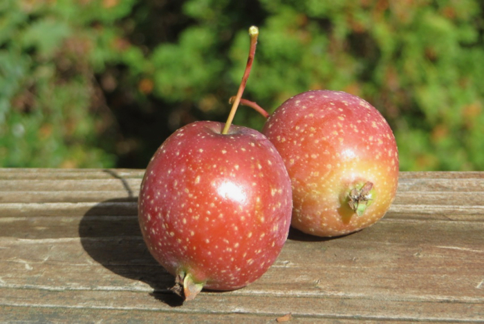 red-orange crabapples with small brown spots