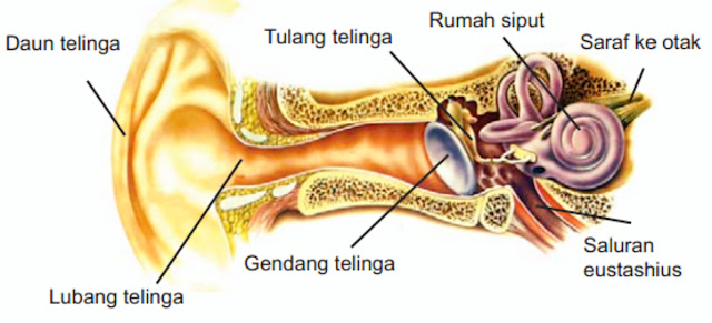  pendengaran merupakan salah satu indera darai beberapa indera yang dimiliki oleh insan Begini Langkah Sederhana Atasi Telinga Tersumbat