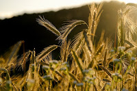 field of wheat