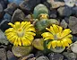 Lithops helmutii