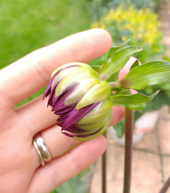 cutting garden progress. How to grow your own flowers