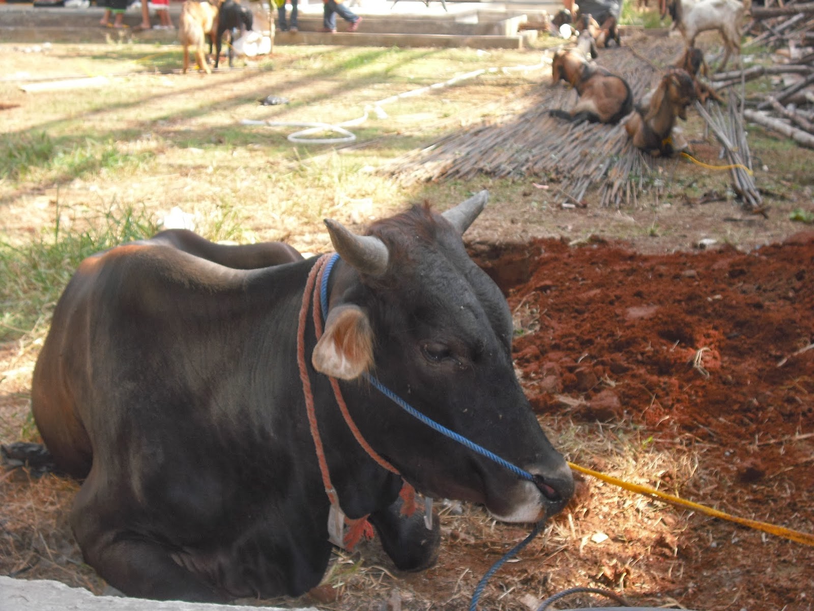 48 Meme Lucu Potong Qurban  Keren Dan Terbaru Kumpulan 