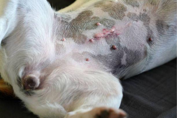 La stérilisation du chien Berger Australien: prix et âge idéal