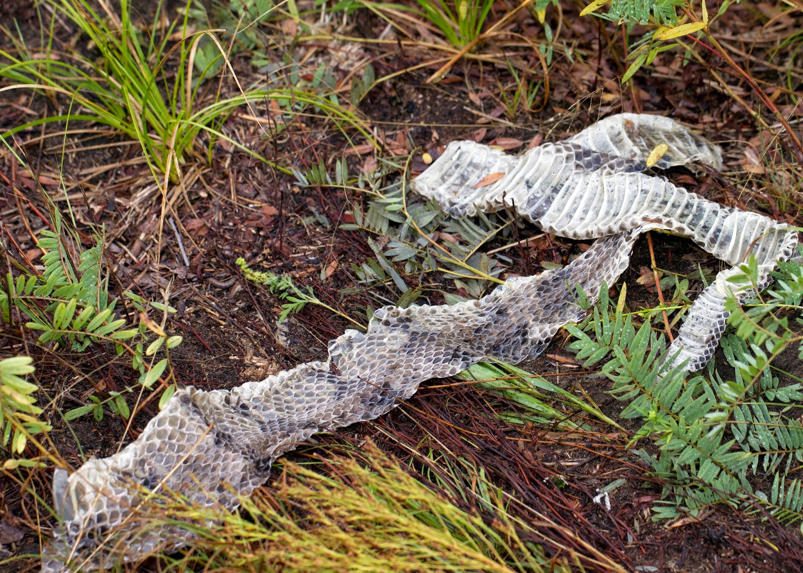 nature curiosity: shed snake skin in a vial - cruelty free