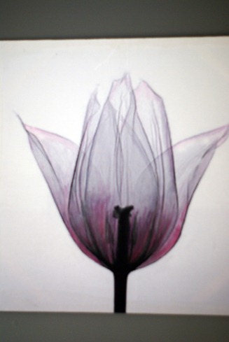 tulip