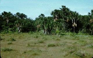 SABANA TROPICAL