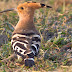 Common Hoopoe