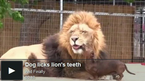 http://funchoice.org/video-collection/dog-licks-lions-teeth