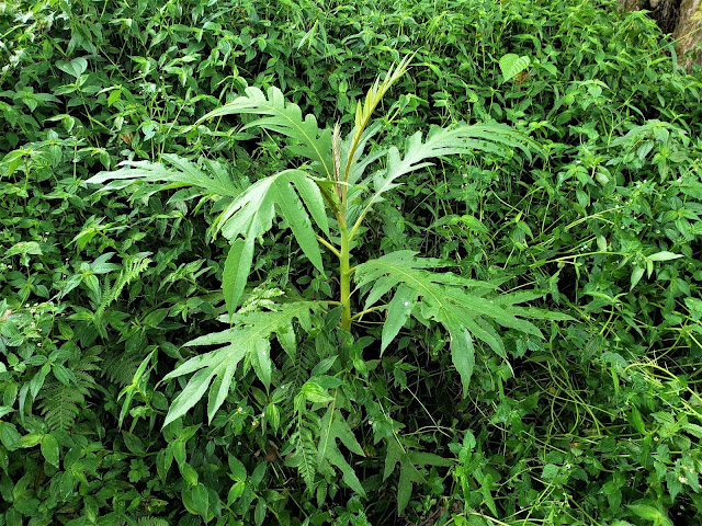 papaveraceae bocconia frutescens plant costa rica