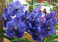 Orquídeas são  uma das maiores famílias de plantas existentes. Apresentam muitíssimas e variadas formas, cores e tamanhos e existem em todos os continentes, exceto na Antártida, predominando nas áreas tropicais. 