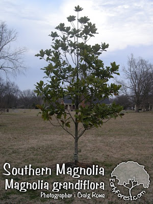 ann magnolia tree pictures. star magnolia tree pictures.