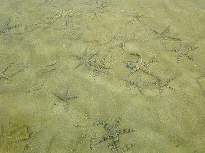 Sand-sifting Sea Stars (Archaster typicus)