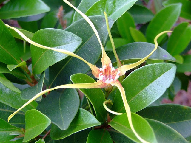 Cây Sừng Dê hoa đỏ - Strophanthus robusthus - Nguyên liệu làm thuốc Chữa bệnh Tim