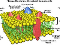 Model Mosaik Cairan Pada Membran Sel