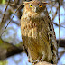 Brown Fish Owl