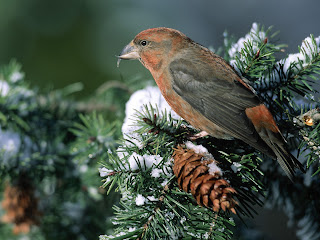 Crossbill Bird Wallpaper