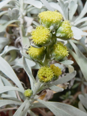 蘄艾（芙蓉菊）的花序