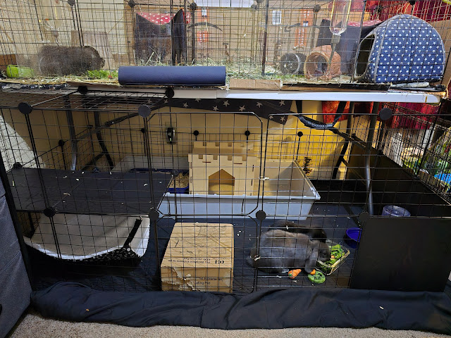 DIY rabbit cage enclosure playpen on floor with guinea pigs above