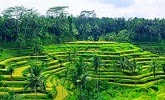  Objek Wisata Sawah Terasering Tegalalang - Ubud Bali