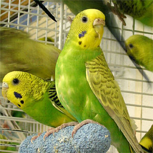 Budgerigar