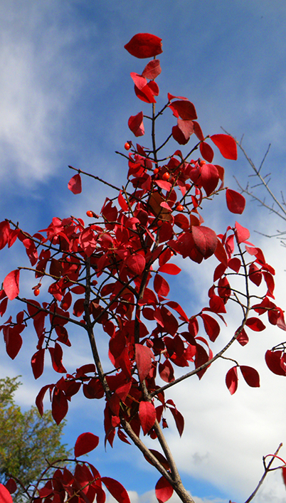 Bright Red Leaves and Berries against Blue Sky