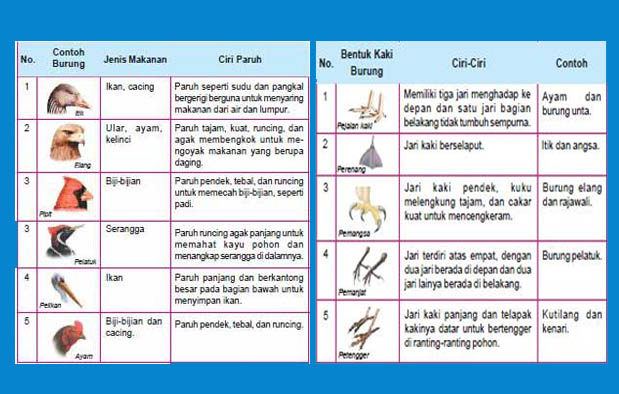 14 Contoh  Adaptasi Morfologi Pada Hewan 