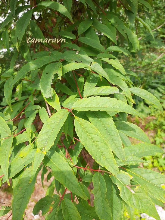 Клён маньчжурский (Acer mandshuricum)