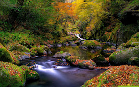 Río en el bosque - River in the forest (wallpaper)