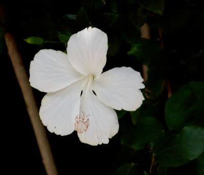 White shoe flower