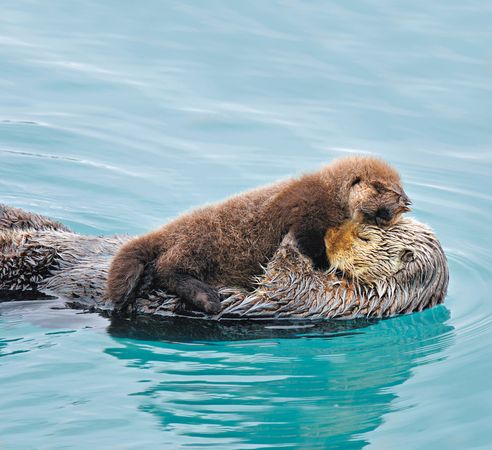 fotos de amor de animales - la energía, los animales, el amor, los animales Descargar 