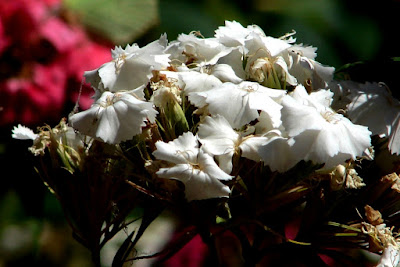 Blumen, flores, Flower, fleurs, květiny, Flores, blomme, blommor, çiçekler, kwiaty, Flor, Hoa, nở hoa, floración, bloom, Kukka, kukinta, La floraison, 