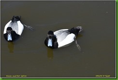 Slimbridge WWT - May