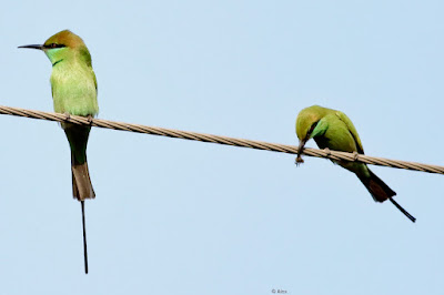 Green Bee-eater