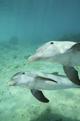 Os golfinhos, com sua graça inigualável e inteligência cativante, são verdadeiros embaixadores dos oceanos. Suas acrobacias saltitantes e seus olhares curiosos despertam um sentimento de conexão instantânea, como se compartilhássemos um elo especial com esses seres maravilhosos. Observá-los nadar em harmonia, brincar nas ondas e até mesmo interagir com os humanos em encontros emocionantes é uma experiência que toca profundamente o coração.