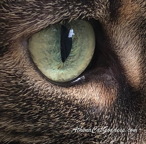 close up feline eye