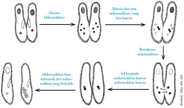 Reproduksi secara konjugasi pada Paramaecium caudatum