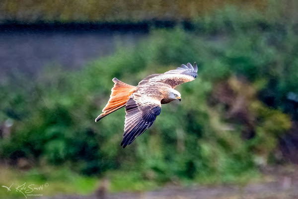 Red kite