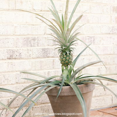 How to Grow Pineapple Successfully by Learning How to Plant a Pineapple Stem