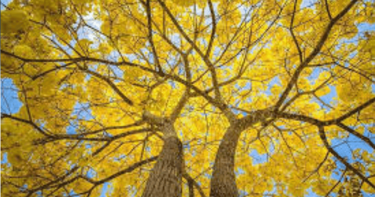 Ipê-amarelo